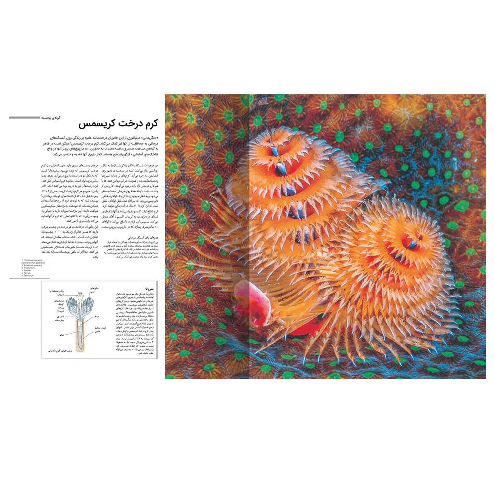 کتاب دایره المعارف مصور جانورشناسی (نشر سایان)-۱.jpg