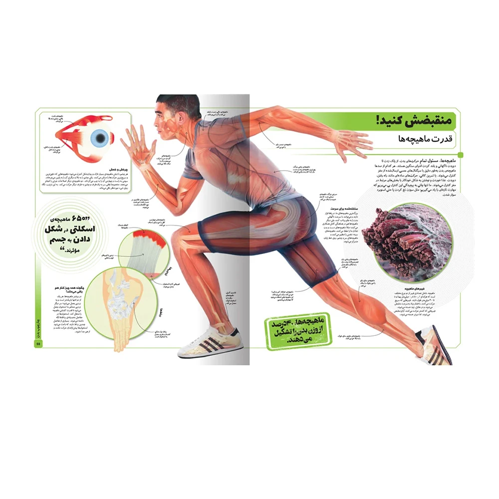 کتاب دایره المعارف مصور بدن شگفت انگیز ما (نشر سایان)-2.jpg