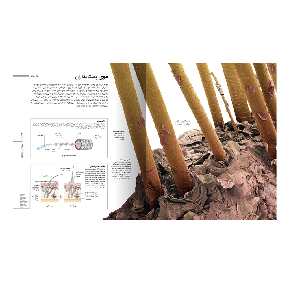 کتاب دایره المعارف دنیای میکروسکوپی (نشر سایان)-3.jpg