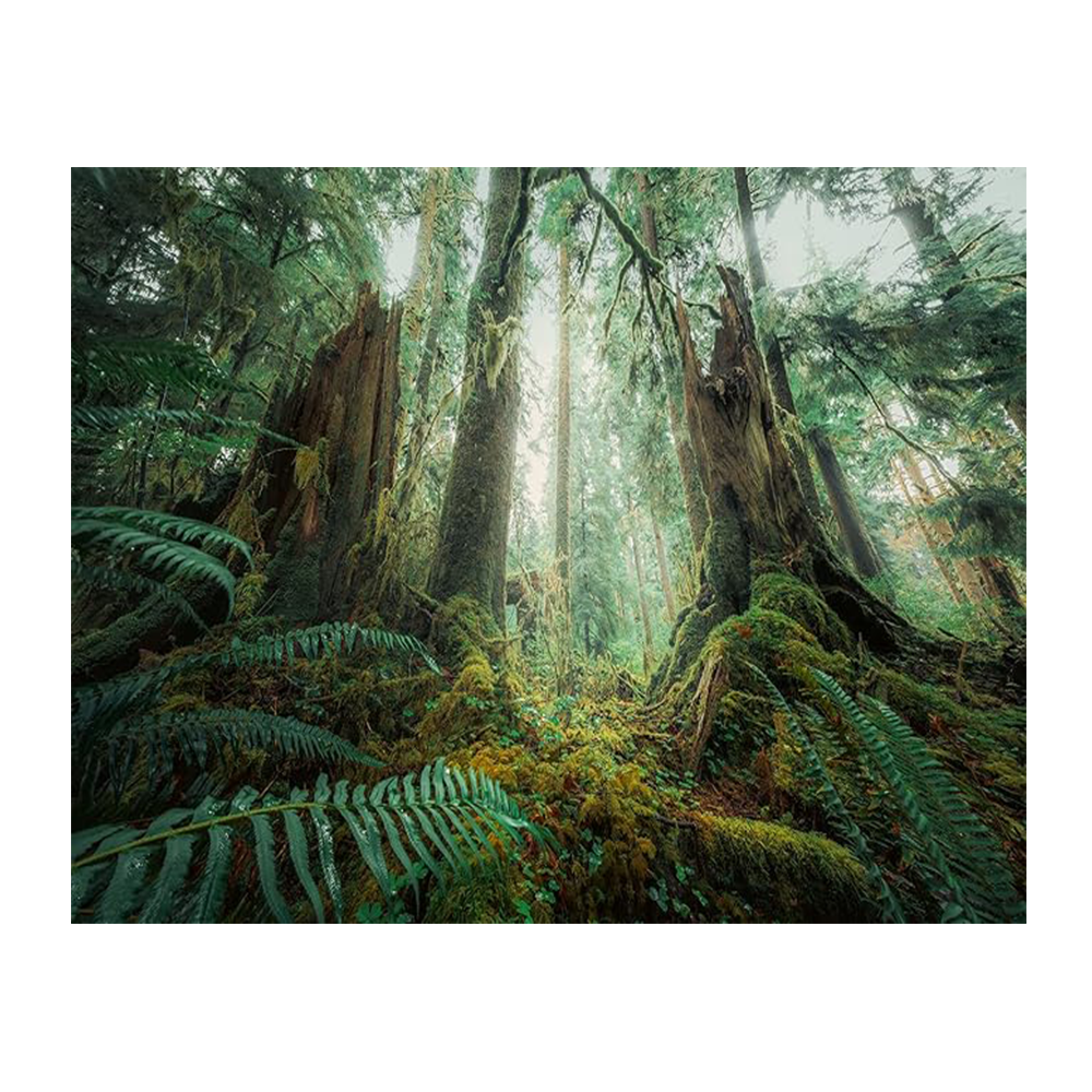 پازل ۱۰۰۰ تکه طرح جنگل افسونگر In The Forest (برند رونزبرگر)-۲.png